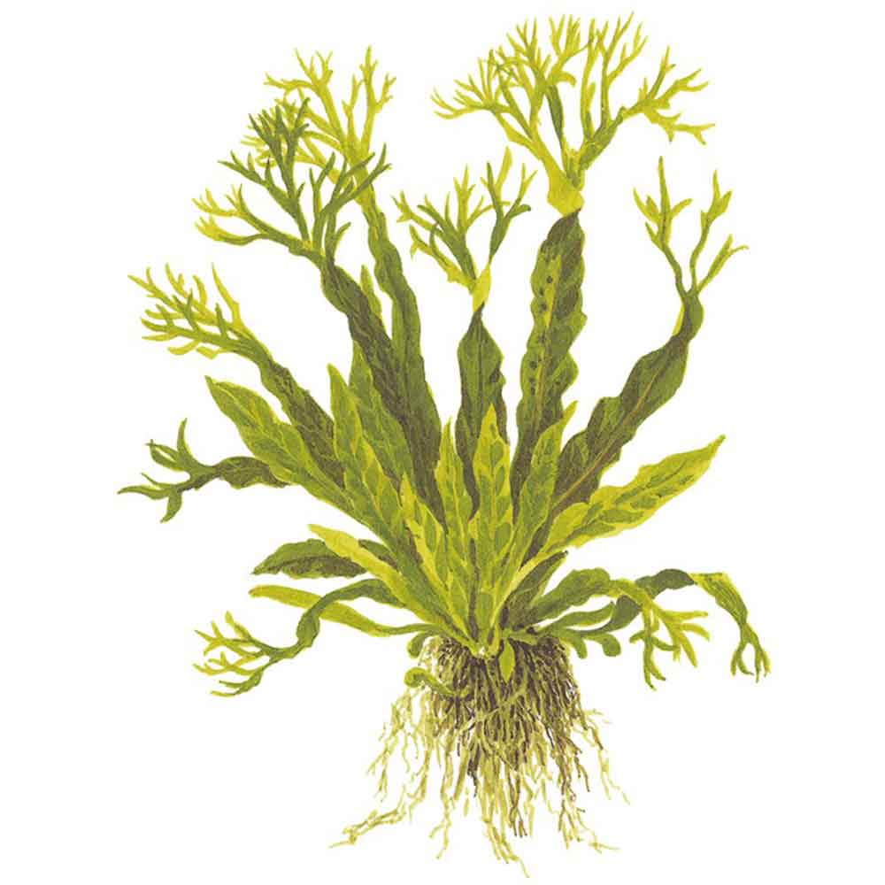 Tropica Microsorum Pteropus &quot;'Windelov&quot; in vasetto