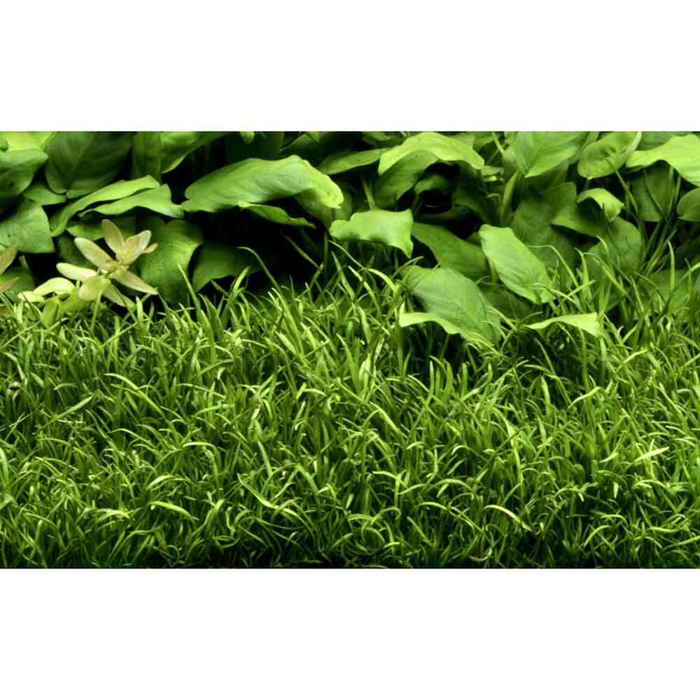 Tropica Lilaeopsis Brasiliensis in vasetto