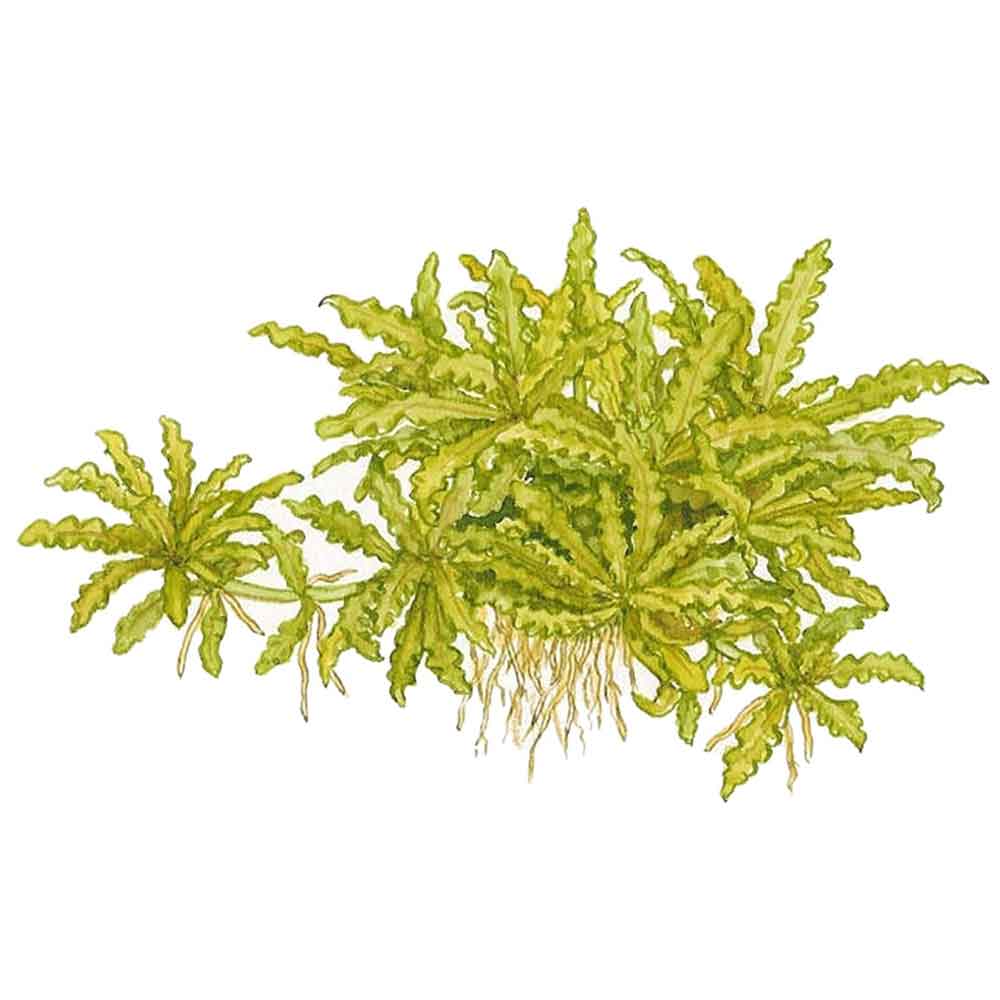 Tropica Pogostemon Helferi in vasetto