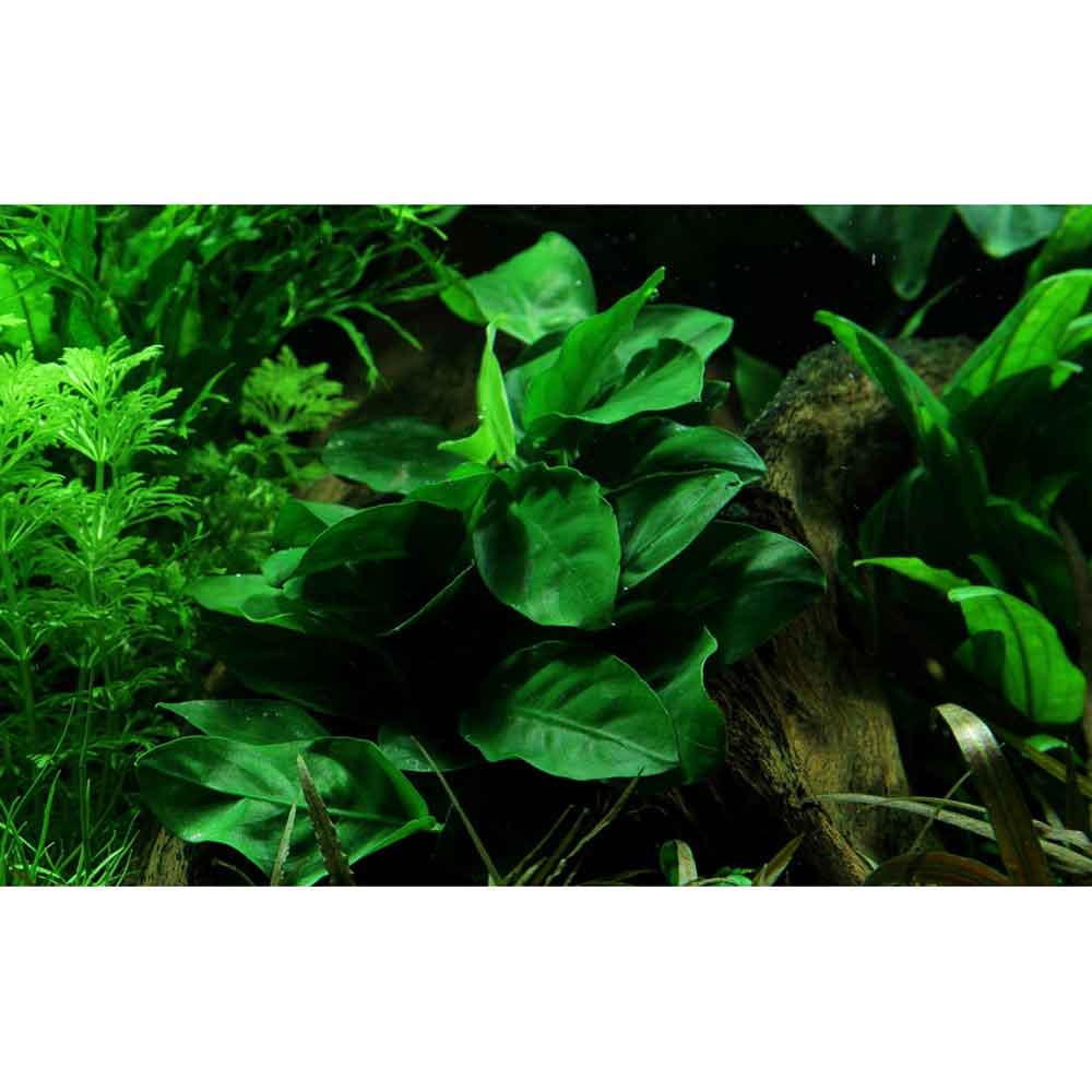Tropica Anubias Barteri Nana in vasetto