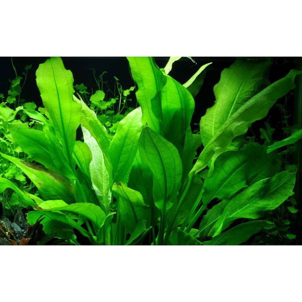 Tropica Echinodorus Bleheri &quot;Paniculatus&quot; in vasetto