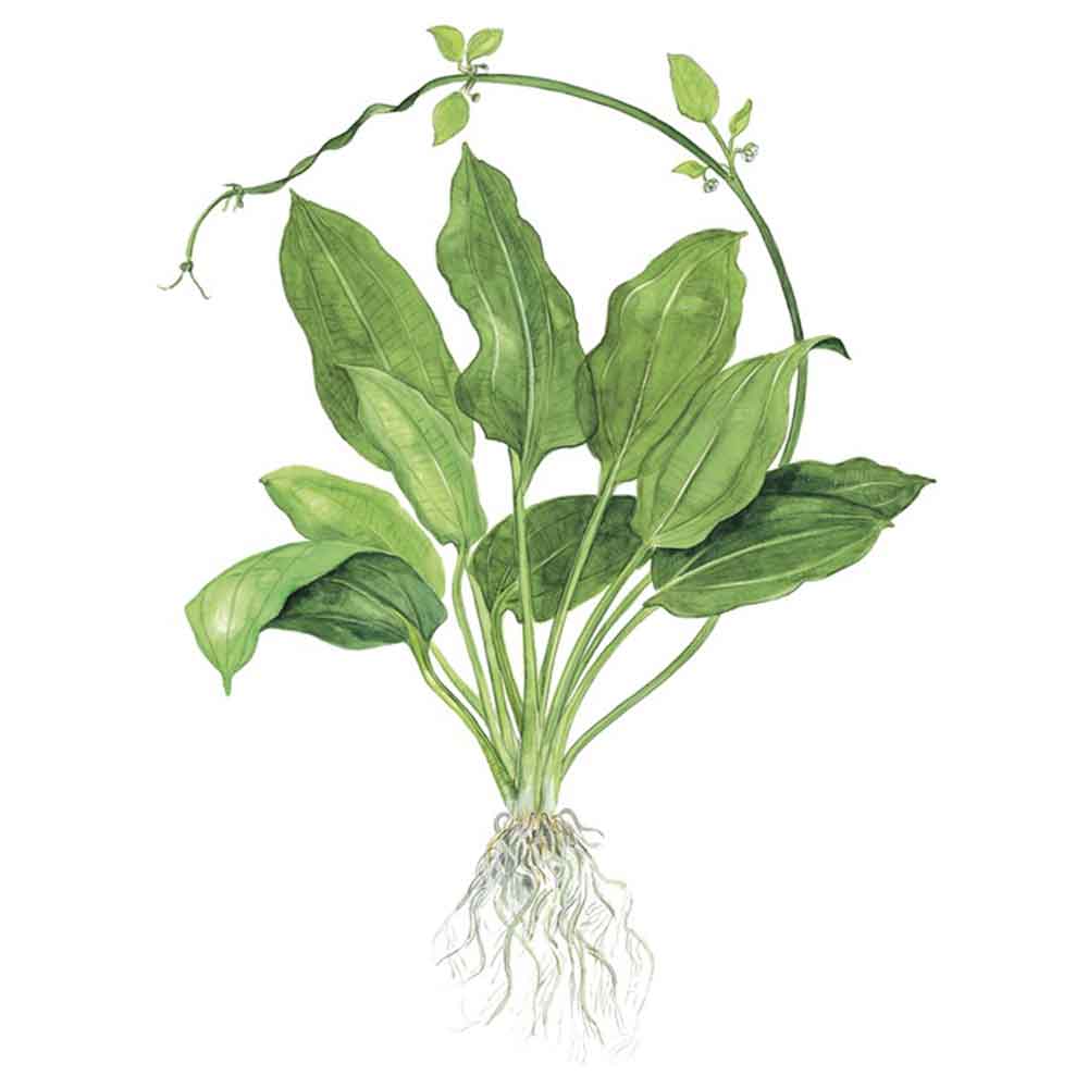 Tropica Echinodorus Bleheri &quot;Paniculatus&quot; in vasetto
