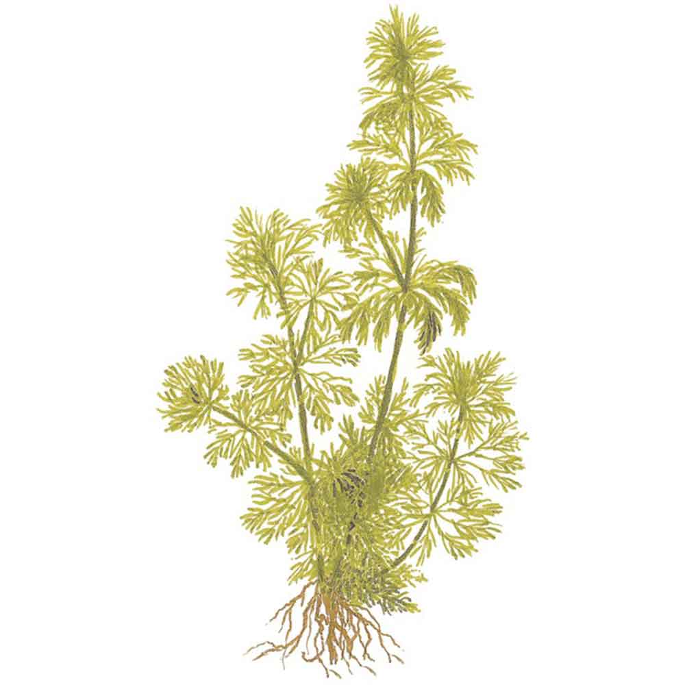 Tropica Limnophila Sessiliflora in vasetto