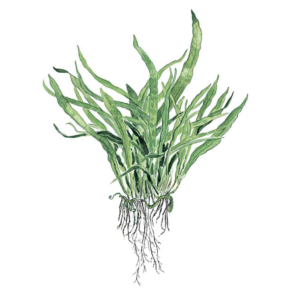 Tropica Single Package Microsorium Pteropus narrow vasetto