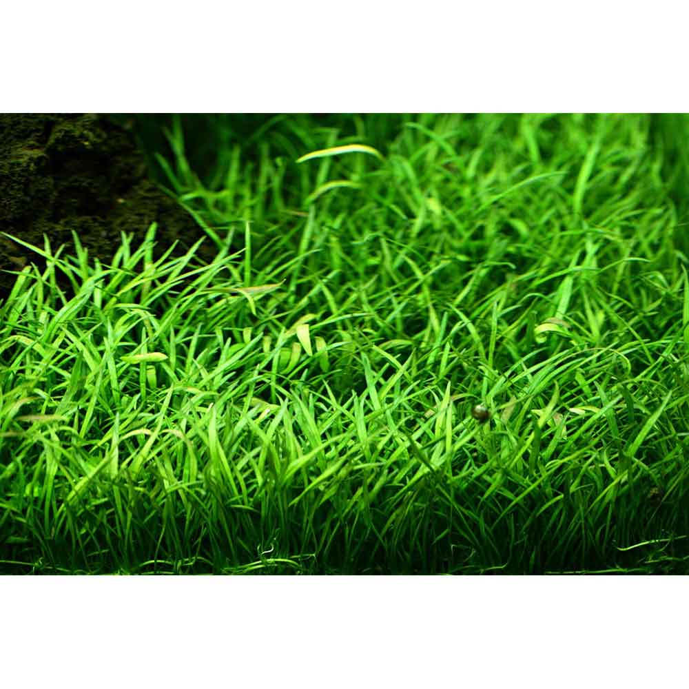 Tropica Single Package Lilaeopsis Brasiliensis vasetto