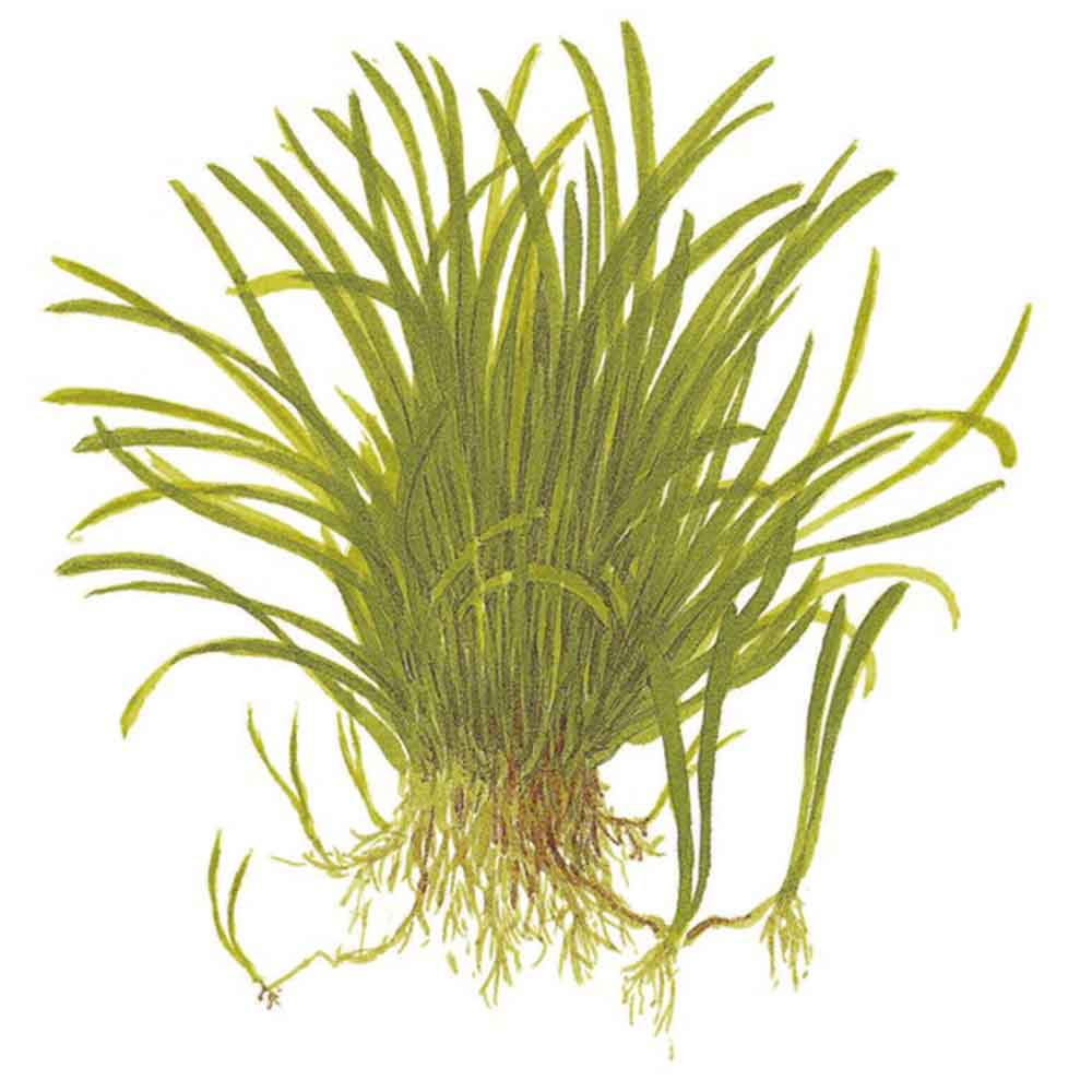 Tropica Single Package Lilaeopsis Brasiliensis vasetto