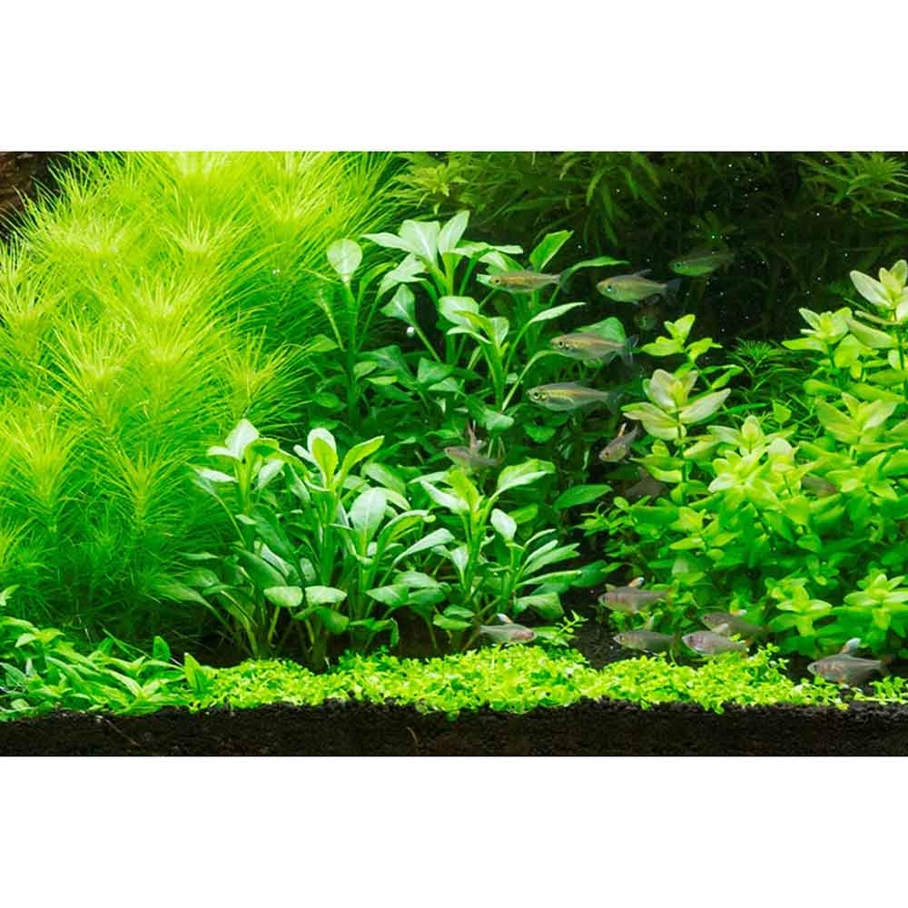 Tropica Single Package Lobelia Cardinalis vasetto
