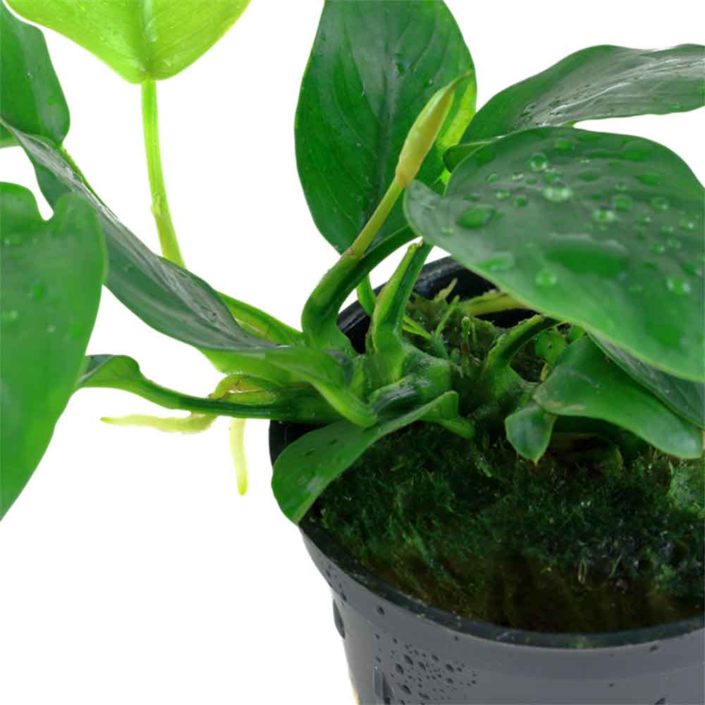 Tropica Single Package Anubias Barteri Nana vasetto