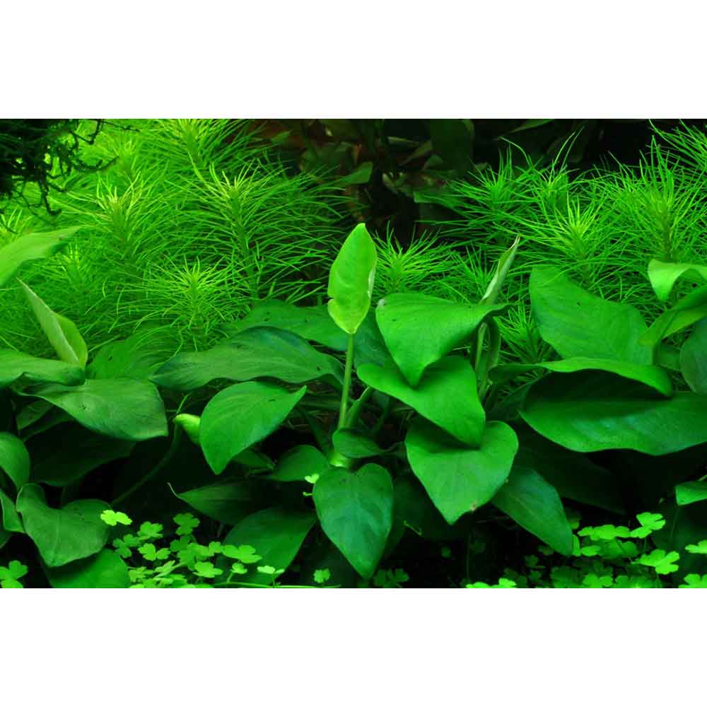 Tropica Single Package Anubias Barteri Nana vasetto