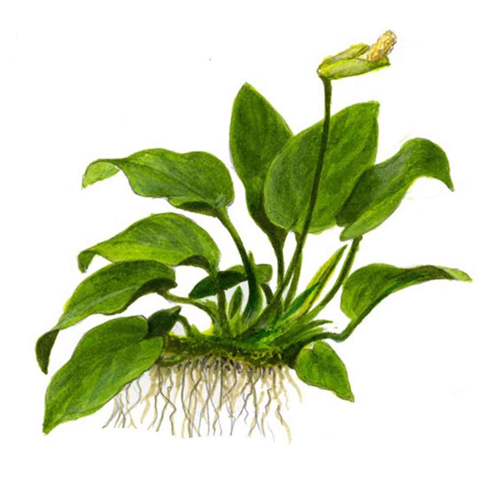 Tropica Single Package Anubias Barteri Nana vasetto