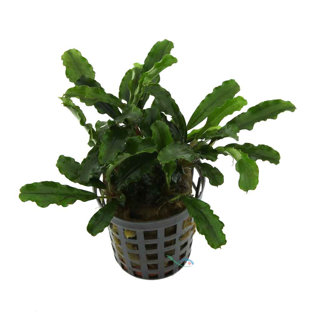 Aquafleur Pianta Bucephalandra Green Velvet in vasetto