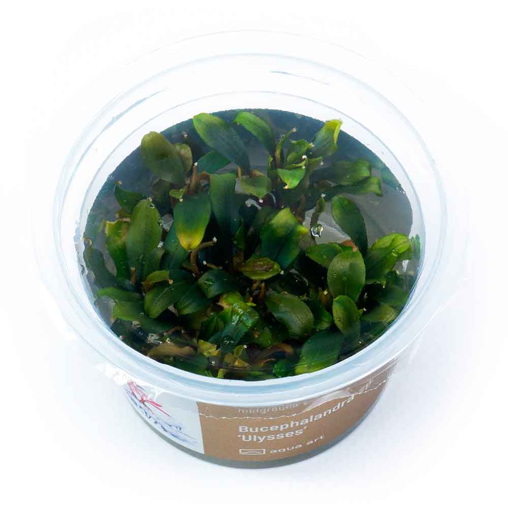 Aqua Art Bucephalandra sp. &quot;Ulysses&quot; in Cup Vitro