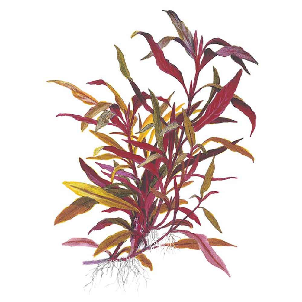 Tropica Alternanthera reineckii &quot;Pink&quot;