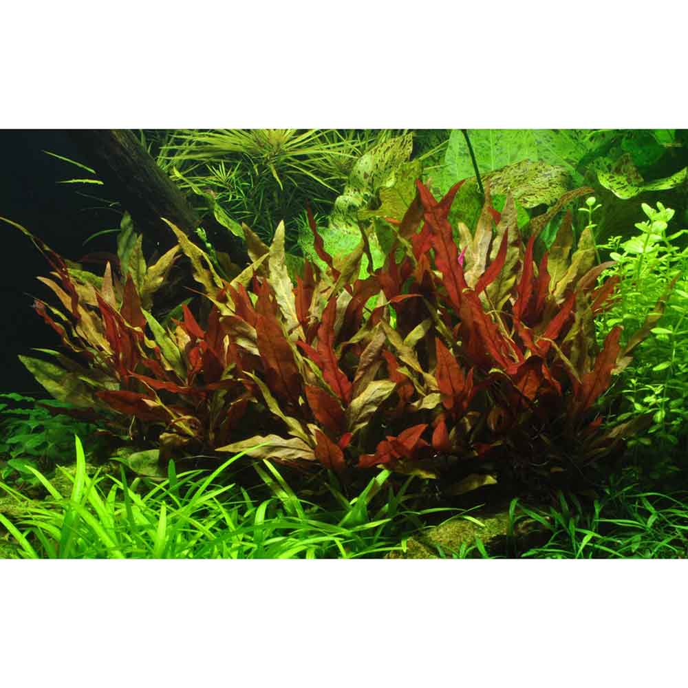 Tropica Alternanthera reineckii &quot;Pink&quot;