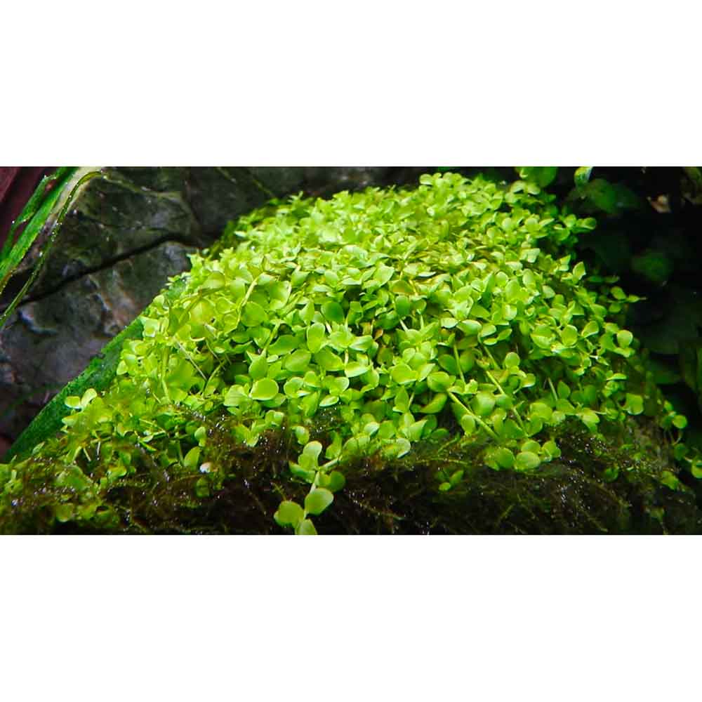 Tropica Pianta Micranthemum tweediei 'Monte Carlo' in vasetto