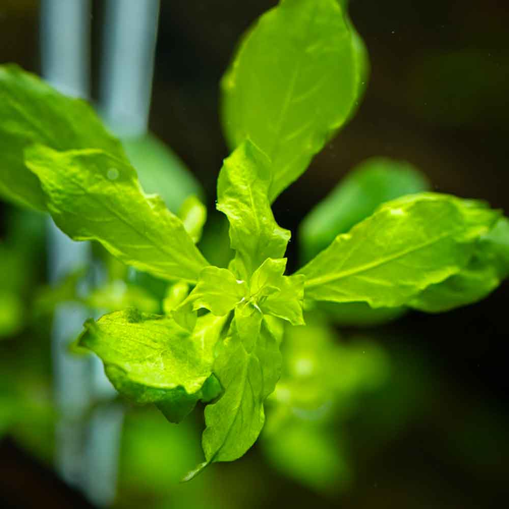 Tropica Pianta Ludwigia palustris &quot;Green&quot; in vasetto