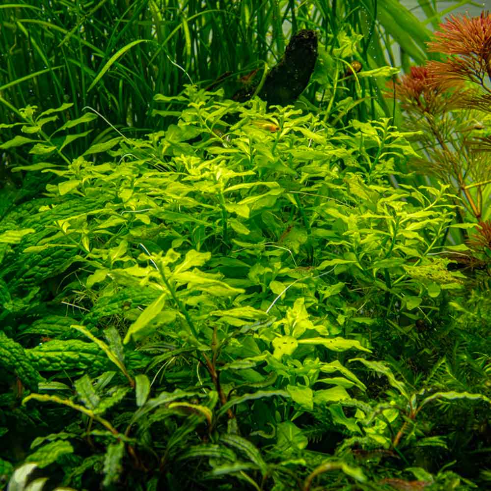 Tropica Pianta Ludwigia palustris &quot;Green&quot; in vasetto