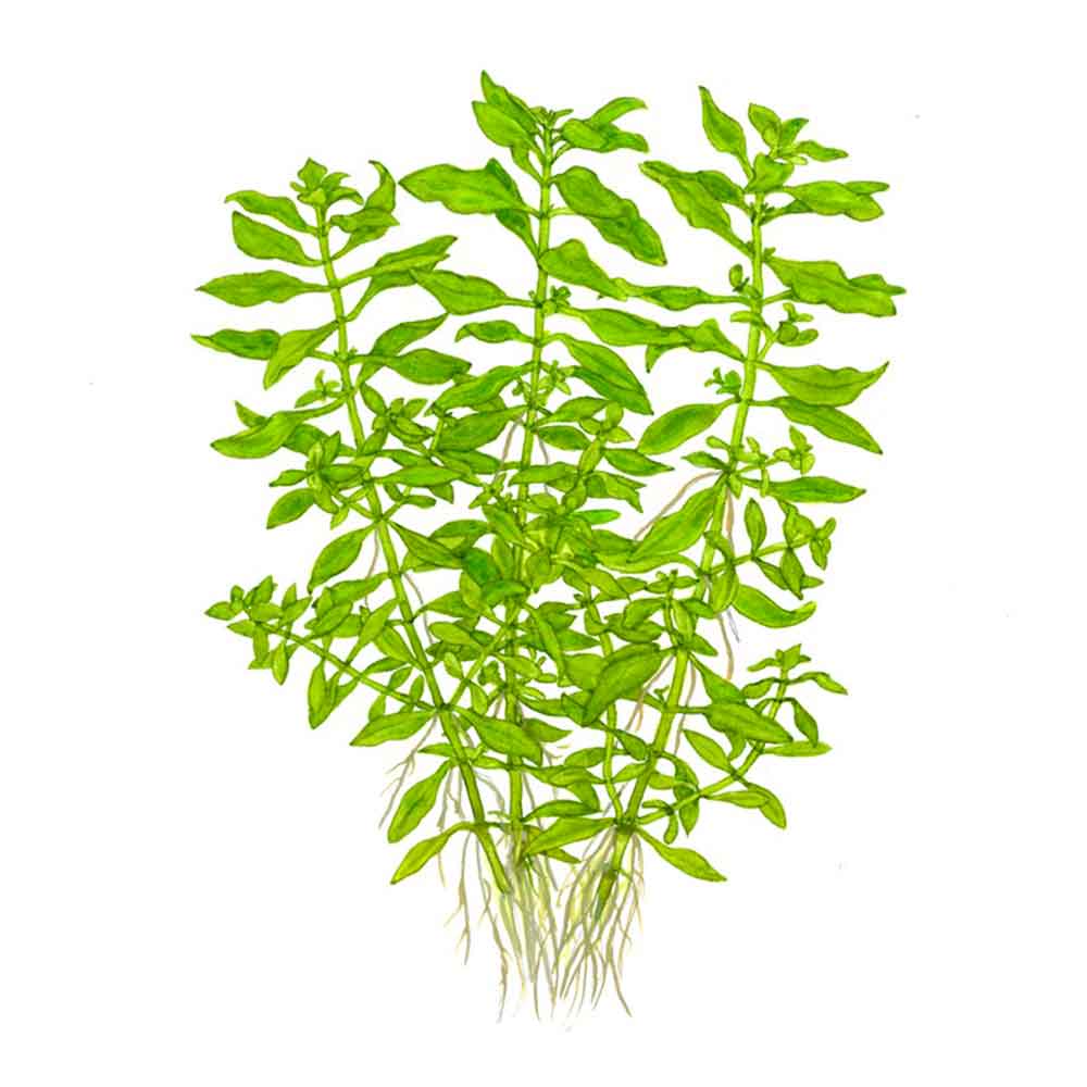 Tropica Pianta Ludwigia palustris &quot;Green&quot; in vasetto