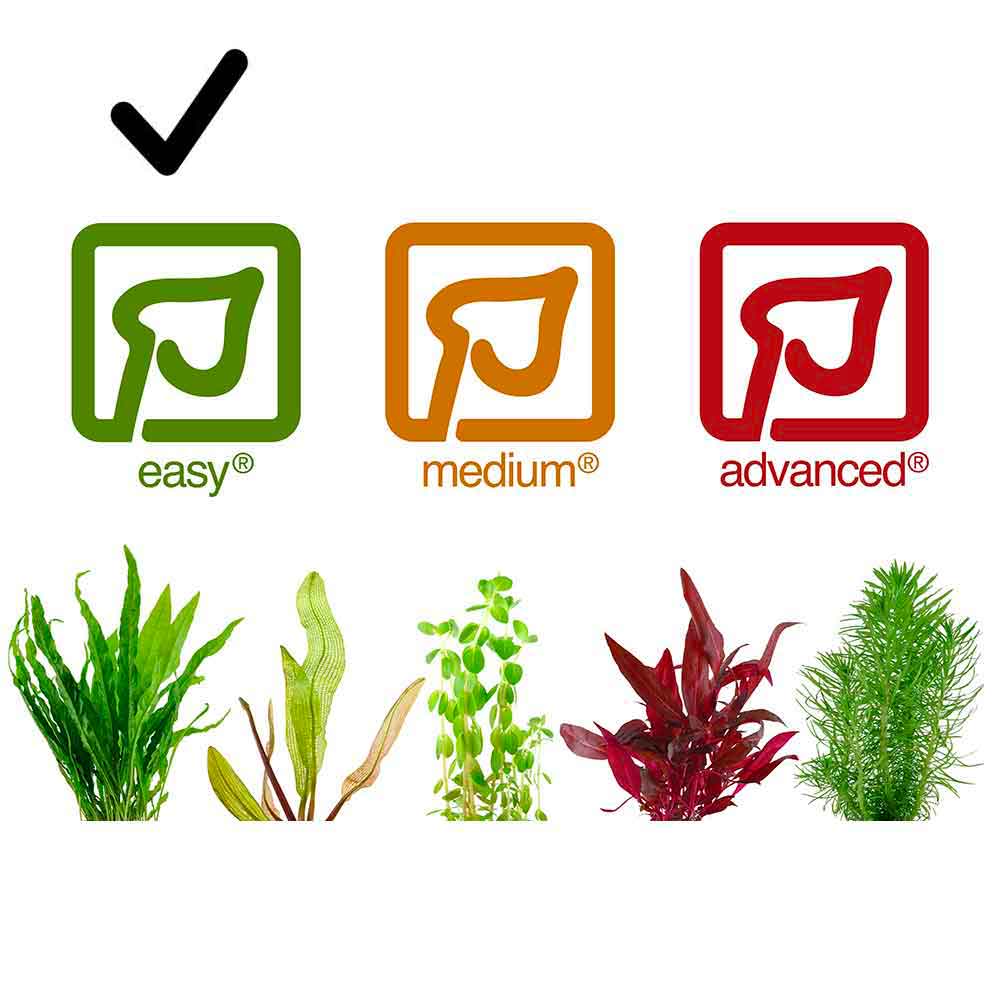Tropica Single Package Pianta Eleocharis parvula in vasetto