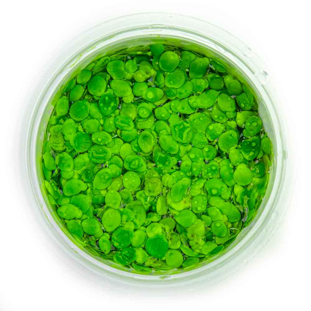 Tropica 1•2•Grow! Pianta Spirodela polyrrhiza in Vitro Cup