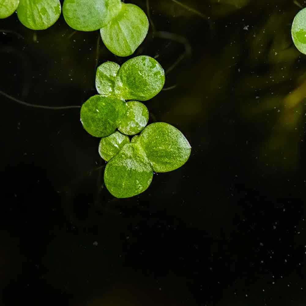 Tropica 1•2•Grow! Pianta Spirodela polyrrhiza in Vitro Cup