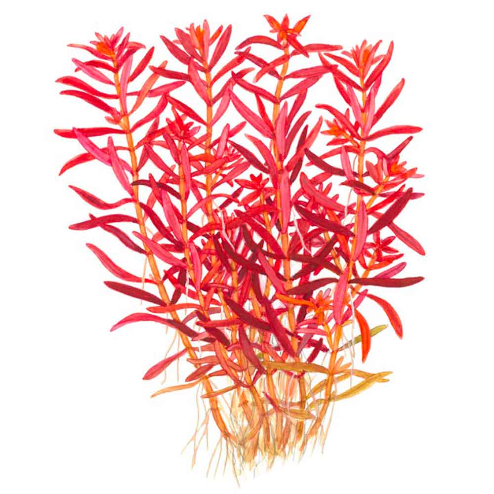 Tropica 1•2•Grow! Pianta Rotala rotundifolia 'Blood Red' in Vitro Cup