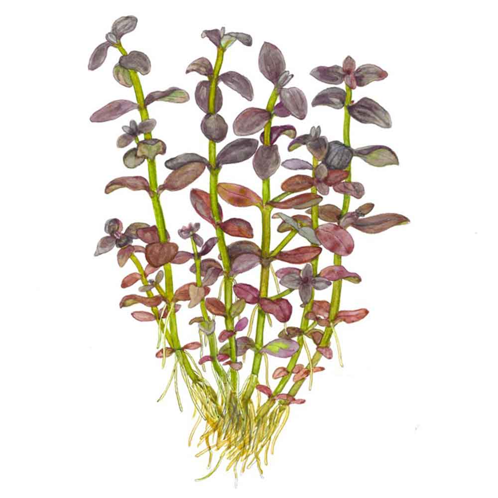 Tropica Pianta Bacopa salzmanni 'Purple' in vasetto