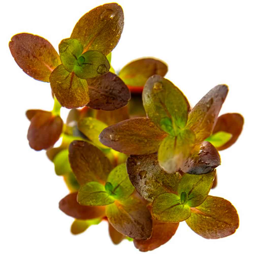 Tropica Pianta Bacopa salzmanni 'Purple' in vasetto