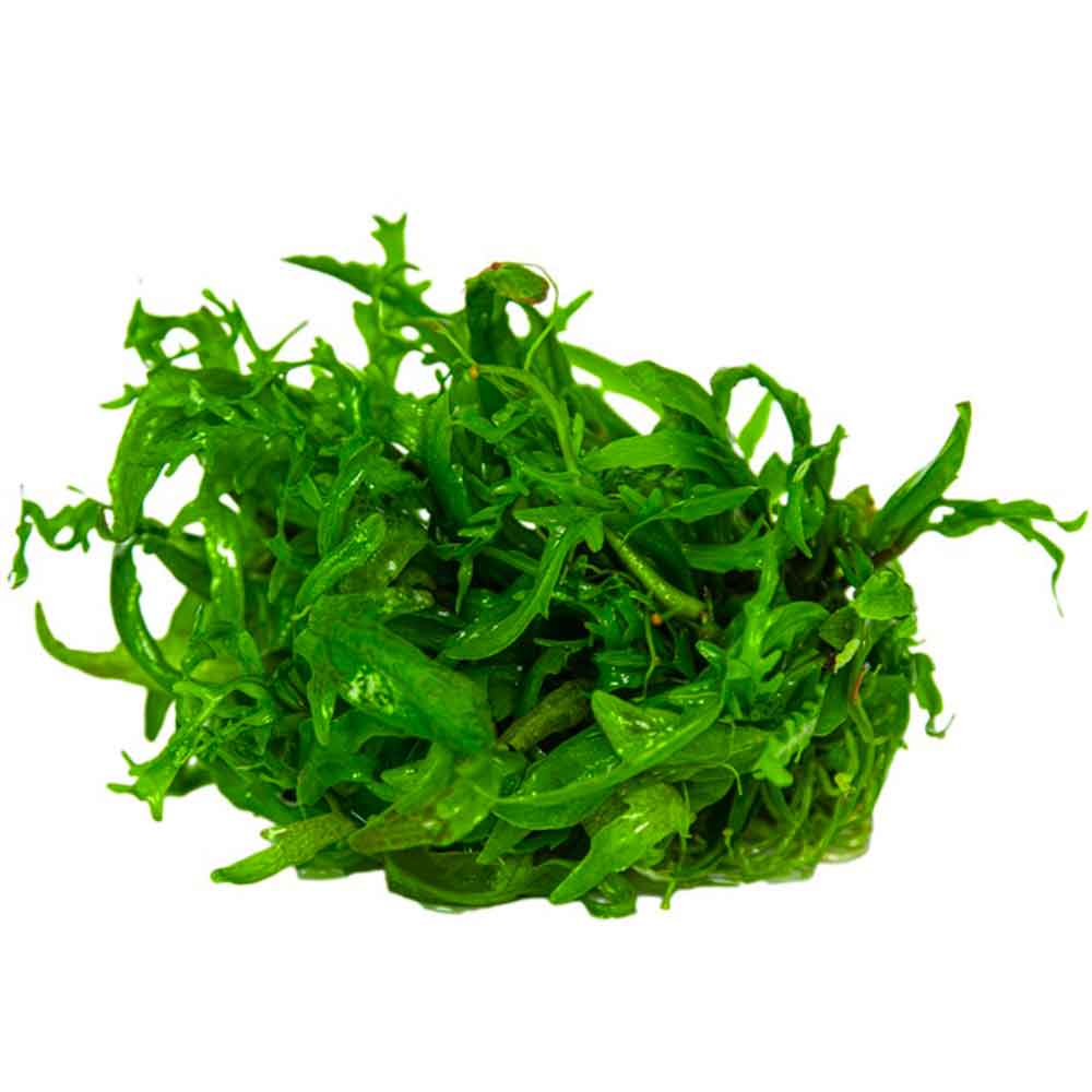 Tropica 1•2•Grow! Pianta Hygrophila odora in Vitro Cup