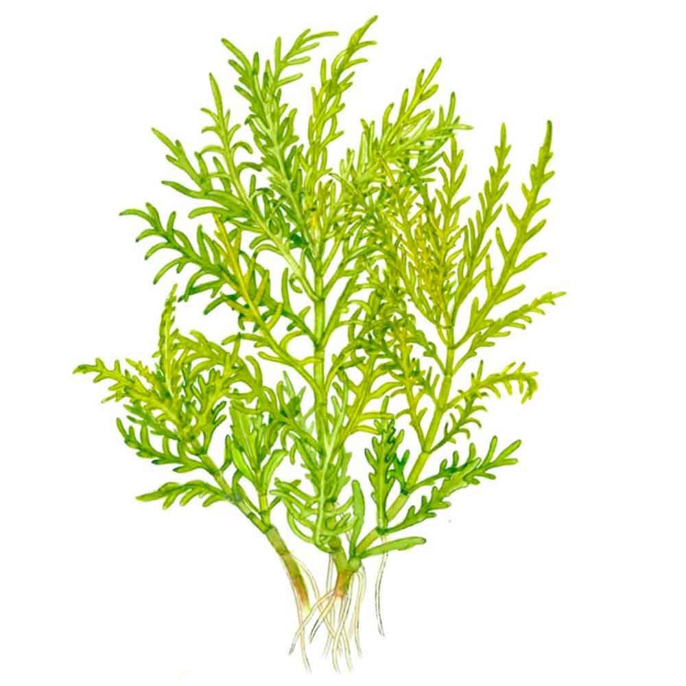 Tropica 1•2•Grow! Pianta Hygrophila odora in Vitro Cup