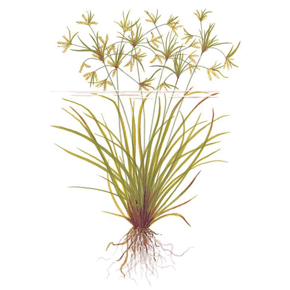 Tropica Pianta Cyperus helferi in vasetto