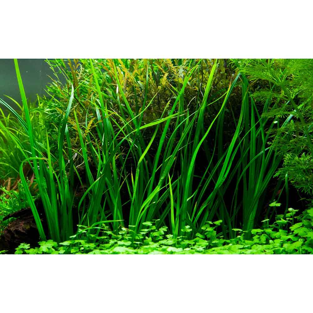 Tropica Pianta Cyperus helferi in vasetto