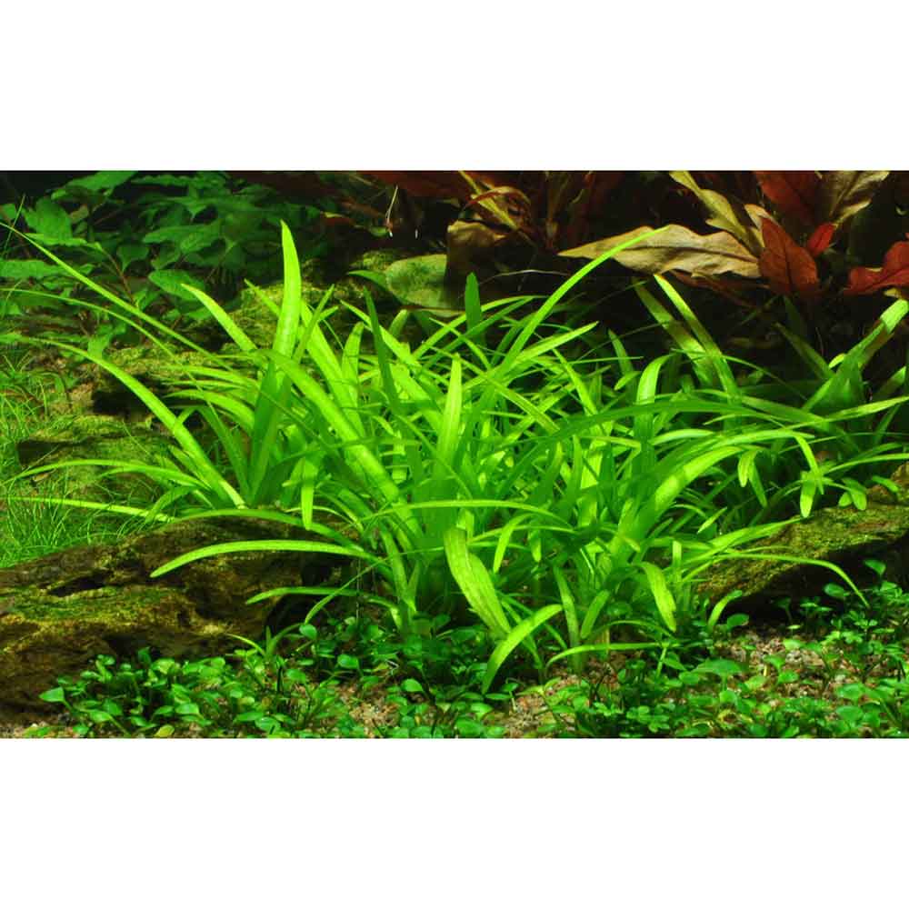 Tropica Pianta Sagittaria subulata in vasetto