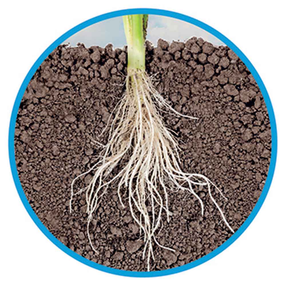 Askoll Natural Bottom Sottofondo fertile naturale per piante d’acquario 2,5 kg