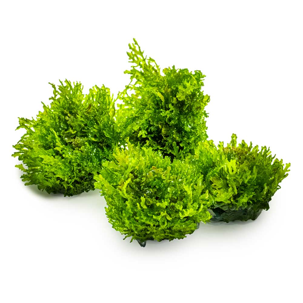 Tropica 1•2•Grow! Pianta Riccardia chamedryfolia in Vitro Cup