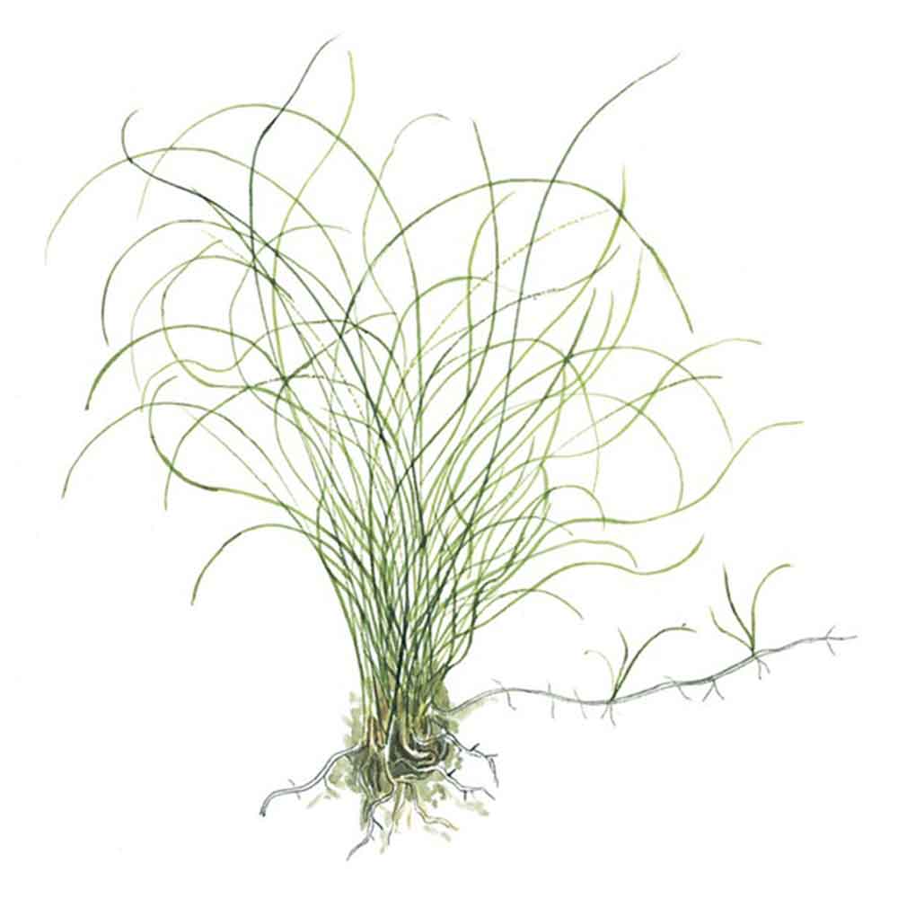 Tropica Single Package Pianta Eleocharis parvula in vasetto
