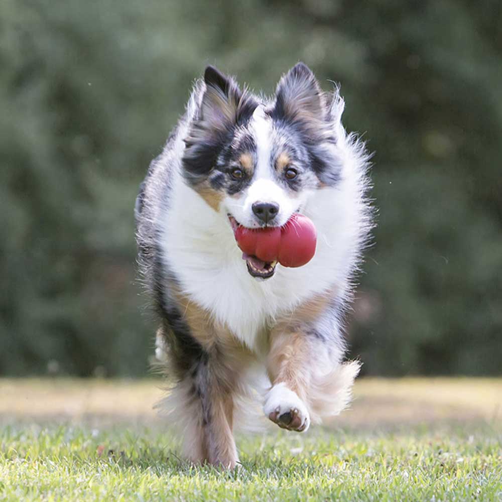 Kong Classic Large Gioco per Cani