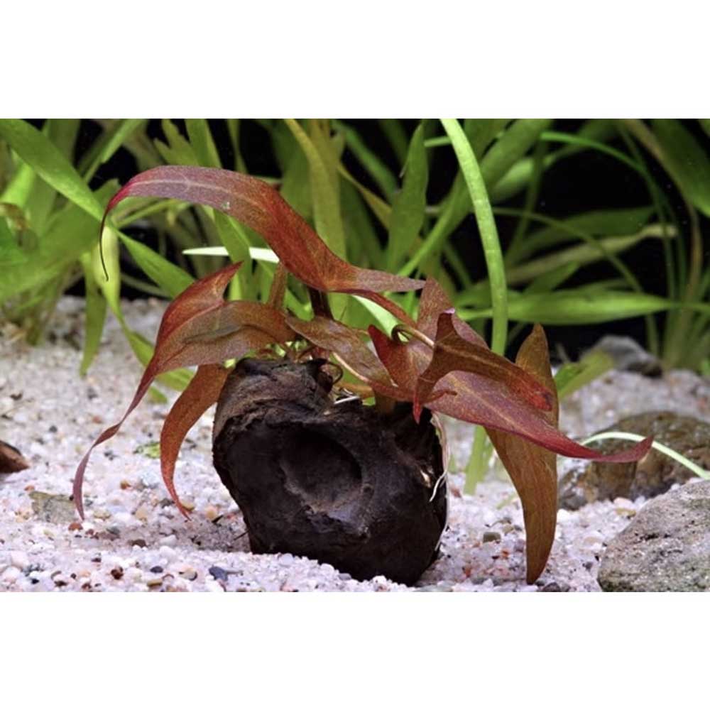 Aquafleur Pianta Ninfea Zenkeri in vasetto