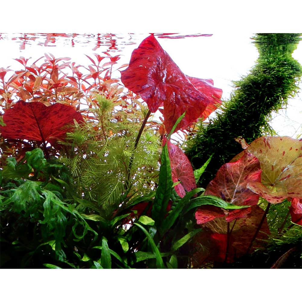 Aquafleur Pianta Ninfea Zenkeri in vasetto