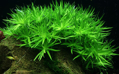 Tropica 1•2•Grow! Heteranthera zosterifolia