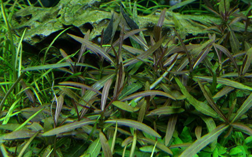 Tropica 1•2•Grow! Hygrophila 'Araguaia'
