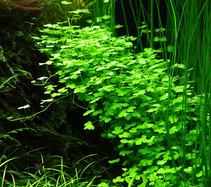 Tropica 1•2•Grow! Hydrocotyle Tripartita