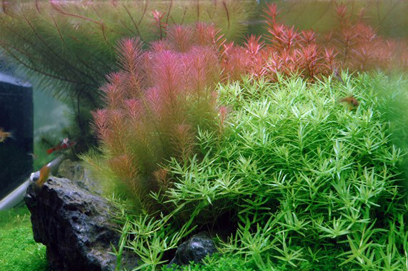 Tropica 1•2•Grow! Rotala Wallichii