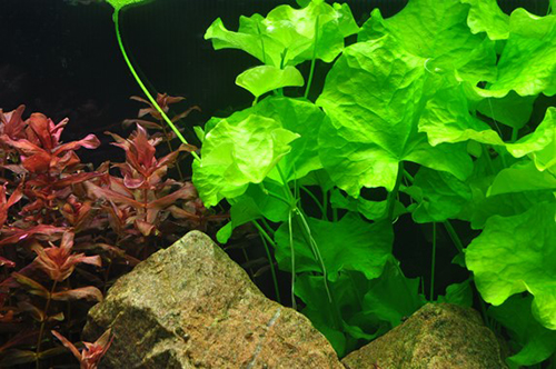Tropica 1•2•Grow! Nymphoides Hydrophylla &quot;Taiwan&quot;