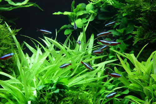 Tropica 1•2•Grow! Helanthium Quadricostatus