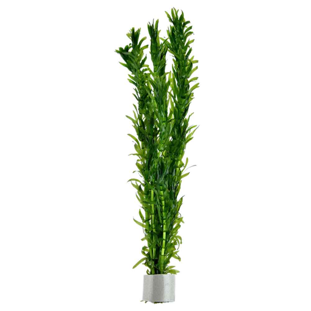 Tropica Pianta Egeria Densa in mazzetto