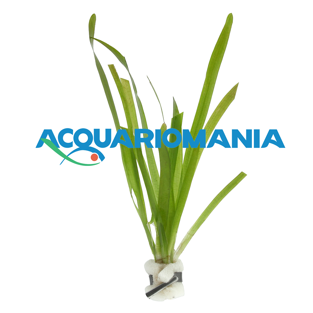 Pianta Vallisneria Gigantea mazzetto