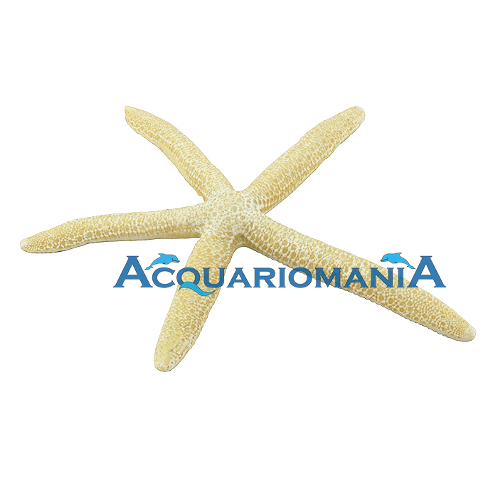 Decoro Stella L ambra 15 cm