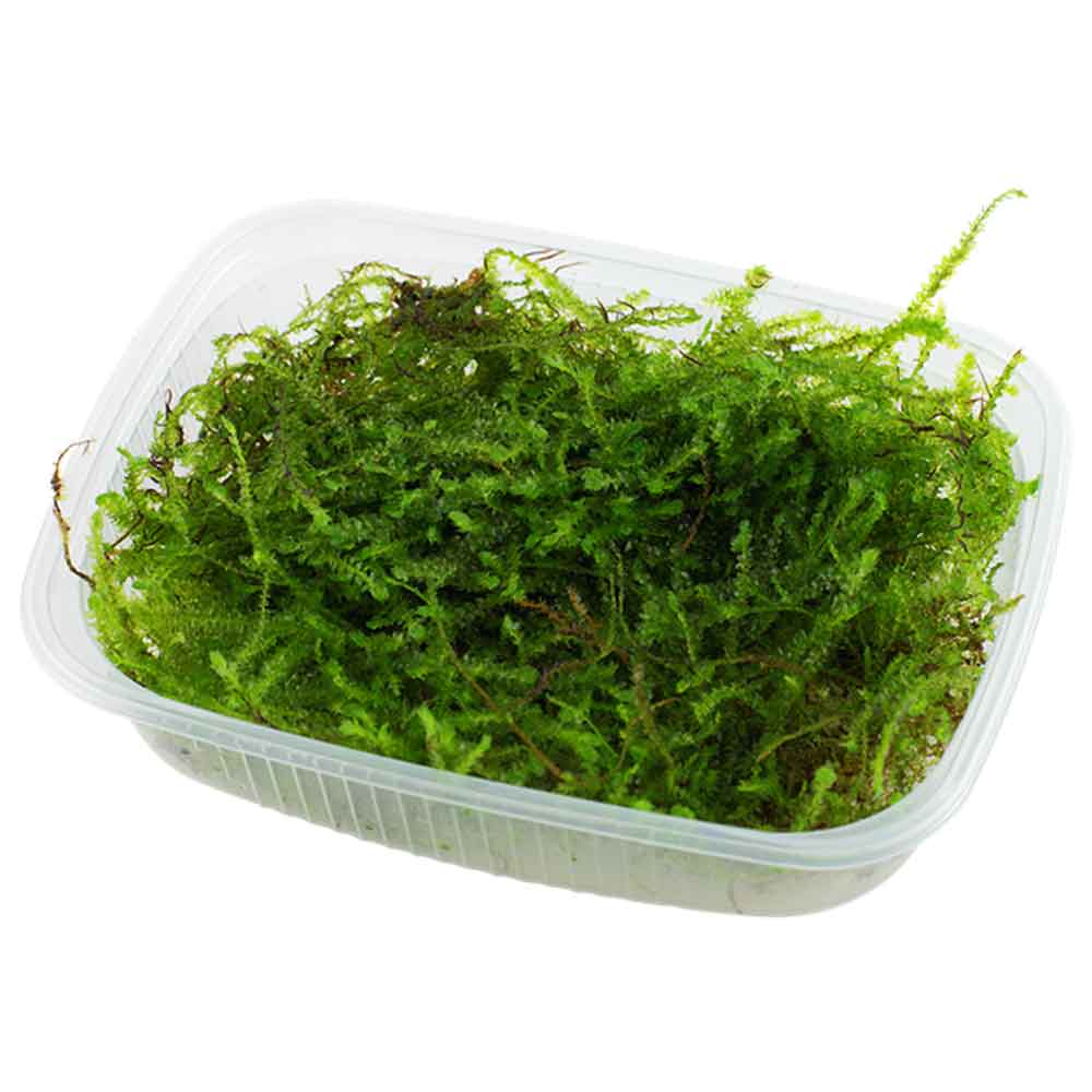 Tropica Pianta Taxiphyllum Barbieri in porzione