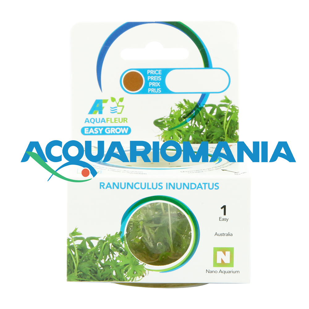 Aquafleur Easy Grow Pianta Ranunculus Undulatus in Vitro Cup